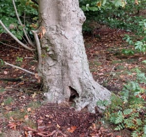 Deel van georoute mook - Plasmolen - 2