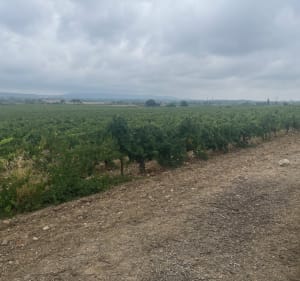 Boucle Pignan - Murviel-lès-Montpellier - Bruno - 5