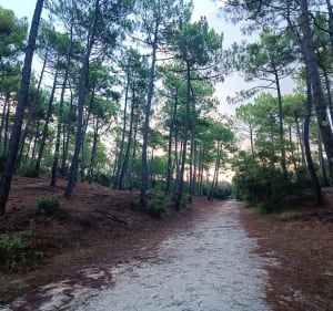 Forêt de la Coubre - EVELYNE - 3