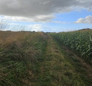 Promenade champs entre Franleu et Ochancourt - Inès - 2