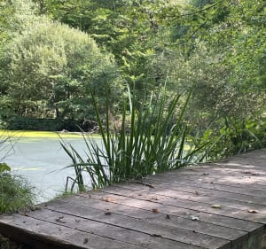 Forêt de Lespinasse - Marie laure - 2