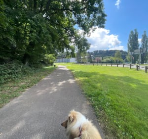 Promenade courte à l’ombre du Schlossberg - Forbach - 3