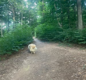 Promenade courte à l’ombre du Schlossberg - Forbach - 4