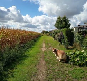 De Belloy-en-France à la ferme du Trianon - Laurence - 3