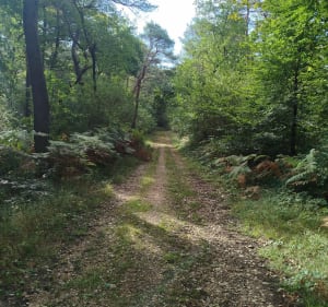 Dans la forêt entre Cussey sur l'Ognon et gare TGV Besançon - LAURENCE - 5