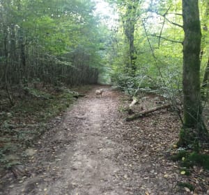 Dans la forêt entre Cussey sur l'Ognon et gare TGV Besançon - LAURENCE - 4