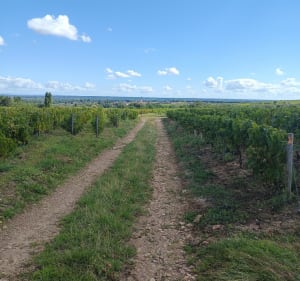Balade à pied autour de Chénas - Estelle - 3