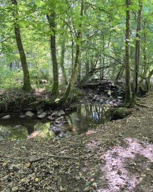 Promenade aux bords de l’Auzette - Pascale - 5