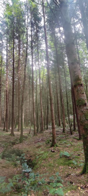 Tour du Bambois à Dounoux - Stéphane - 11