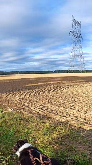 Dans les champs autour du gros theil - Natacha - 6