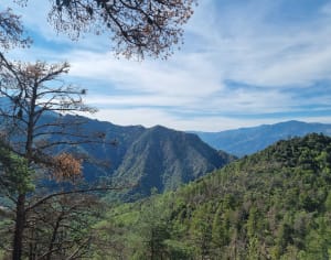 Lus van de abdij van Saint-Martin du Canigou - Gwenn - 4