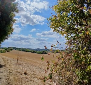 Touvre Mornac et Maillerie - Flore - 3