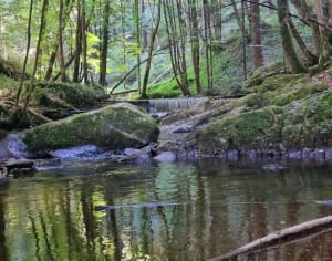 Pont de l'Alquier, la Forge par la forêt - Margot - 2