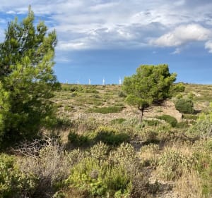 Balade dans les sentiers de la palme - ANGÉLIQUE - 2