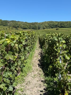 Suivre les sentiers à travers les vignes de Bouzy - Claire - 2
