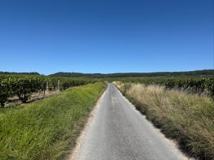 Suivre les sentiers à travers les vignes de Bouzy - Claire - 3