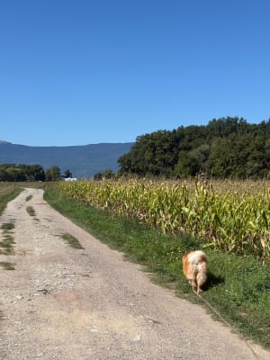 Paysages franco-suisses: Soral - Thairy - Laconnex - Saint-Julien-en-Genevois - 2