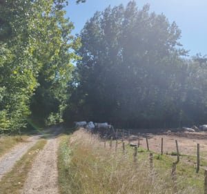 Neufvy sur Arondes - Morgan - 2