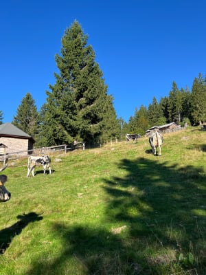 Balade de 3 Lacs et un panorama sur l'Alsace et les Vosges - Gwendoline - 10