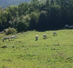 Vallespir la mire - Nathalie - 2