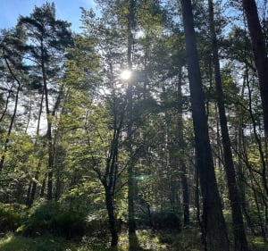 Balade en forêt de Haguenau - Estelle - 4