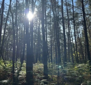 Balade en forêt de Haguenau - Estelle - 3