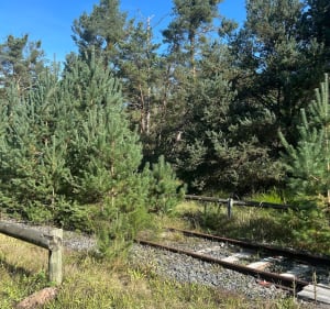 Balade en forêt de Haguenau - Estelle - 2