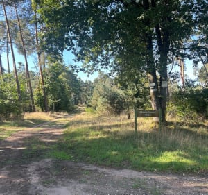 Balade en forêt de Haguenau - Estelle - 5