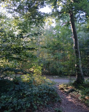 Amoureux des espaces en forêt de Saint Germain-en-Laye - Christophe - 2