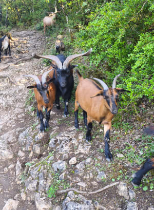 Basses gorges du Verdon et bain de fraîcheur - Montmeyan - 24