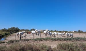 Aller-retour en Réserve de Camargue - Catherine - 4
