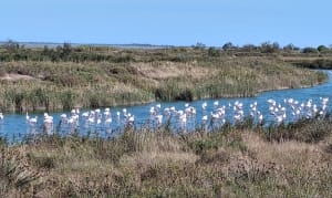 Aller-retour en Réserve de Camargue - Catherine - 3