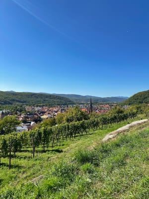 Balade dans les vignes retour le long de la bruche - Anaïs - 4