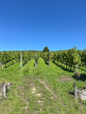 Balade dans les vignes retour le long de la bruche - Anaïs - 6