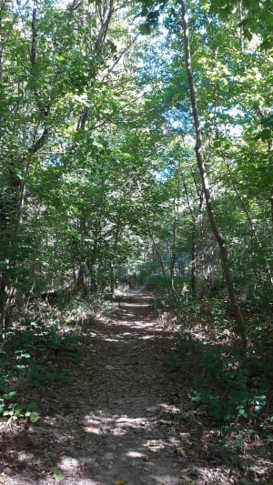 Balade dans la forêt de La Rochette - Patricia - 3