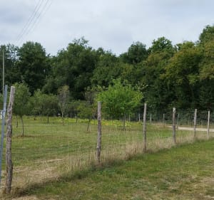 Balade familiale domaine de Candé (Monts) - Romain - 4