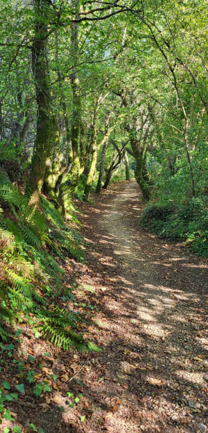 Entre parc et forêts de Pornichet - Nathalie - 7