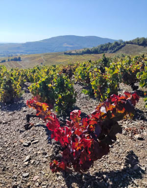 Les 3 châteaux de Quincié-en-Beaujolais, circuit 1 - Stephanie - 2