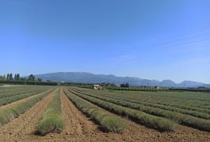Balade en vélo campagne de Valréas - Serge - 6