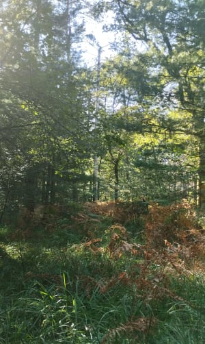 Balade autour du Bois de Béchannoz et Bois des Mavauvres - Rita - 4