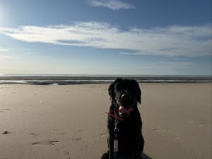 Balade à la Dunes Stella et retour par la plage - simon - 7