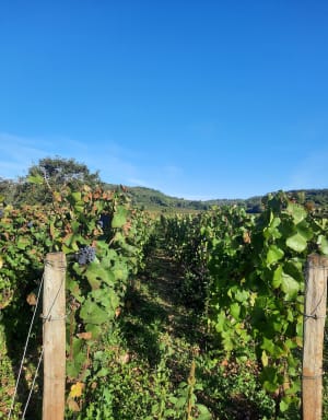 Entre village et vignes MARSANNAY - Bea - 8