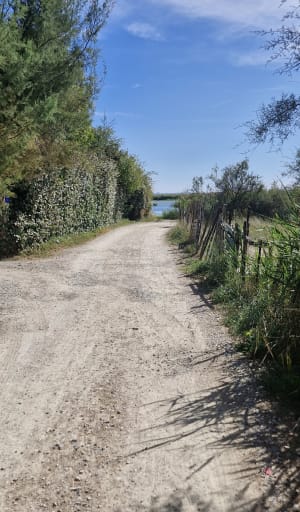 Balade au bord de l'étang de l'Or, Mauguio - Mauguio - 6