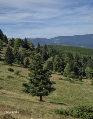 Petit ballon et Steinberg - Corinne - 5