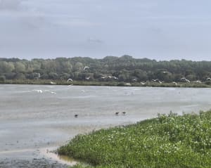 Biodiversité du Marais d'Orx et ses superbes observatoires - Joël - 9