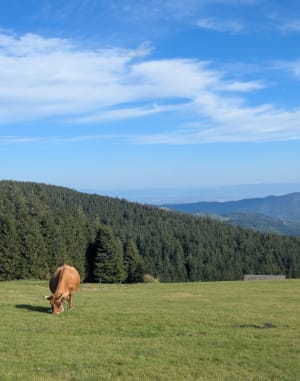 Lac vert et Tanet - Soultzeren - 4