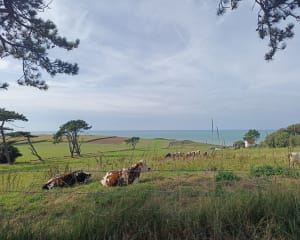 La balade de Quiberville et de la Côte d'Albâtre - Quiberville - 4