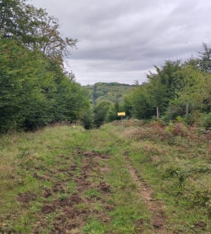 Entre plaine et forêt au départ de La Vaupalière. - Séverine - 6
