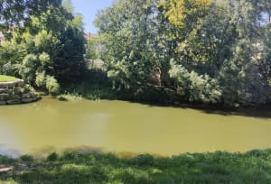 Balade le long de La Chalaronne - valerie - 4