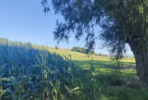 Balade le long de La Chalaronne - valerie - 6